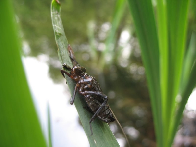 2006 05 Bonne mare 04